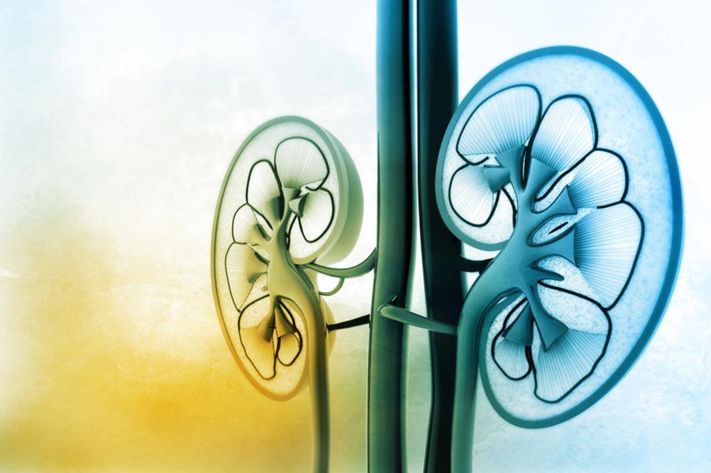 Gravura dos rins | Diagnóstico precoce do tumor renal e as chances de cura